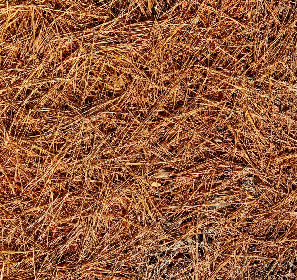 Pine straw needles covering the ground - fotografia de stock