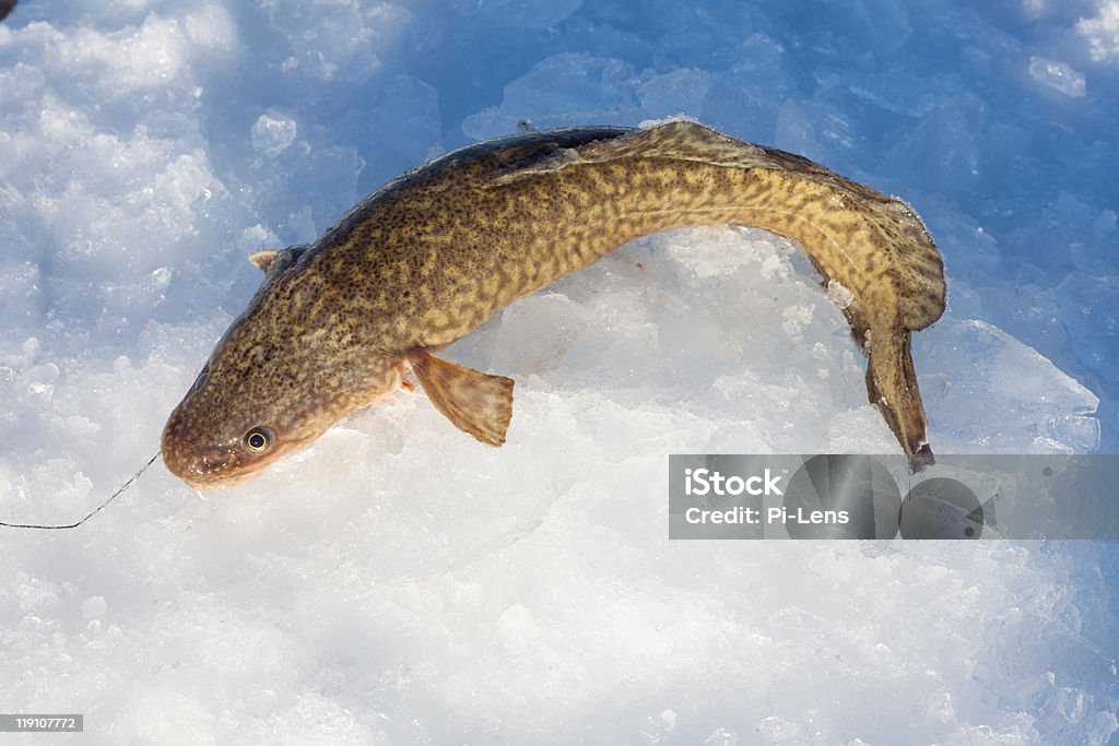 Pescado na hora Burbot (lingcod - Foto de stock de Peixe royalty-free