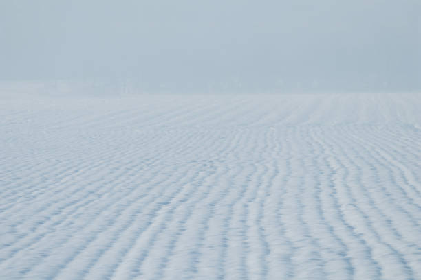 neve da campo di grano coperta. campo agricolo sotto la neve. - corn snow field winter foto e immagini stock