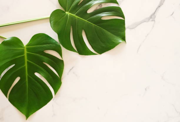 istock tropical green monstera leaves on marble texture, background, desk top view.copy space. 1191079401