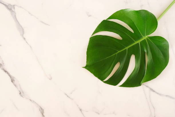 istock tropical green monstera leaves on marble texture, background, desk top view.copy space. 1191079417