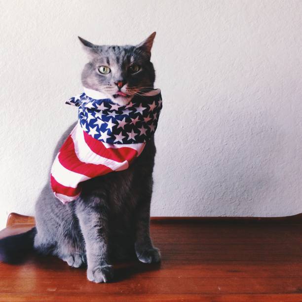 istock Cat wearing American Flag bandana 1191079441