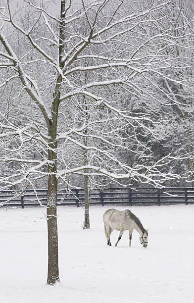 Cavalo cinza pastando na nova caída de neve - foto de acervo