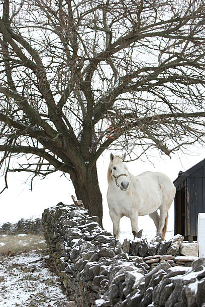 Cavalo Branco na neve de árvore e parede de rocha - foto de acervo