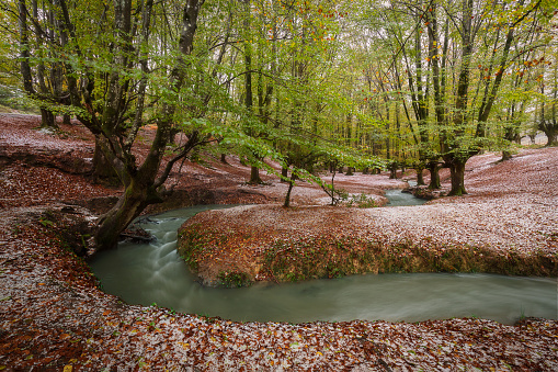 Otzarreta forest in Gorbea Natural Park. Bizkaia, Basque Country
