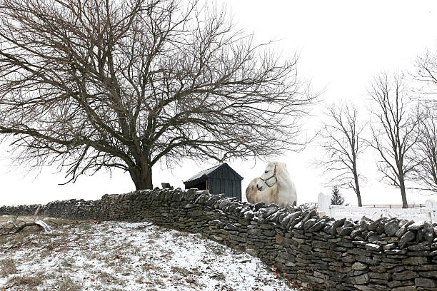 Cavalo Branco na neve de árvore e parede de rocha - foto de acervo
