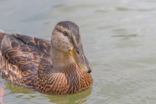 istock Female Mallard duck Close Up. 1191083331