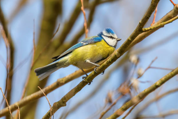 istock Blue tit on branch, Eurasian blue tit, (Cyanistes caeruleus) Cute little Bird 1191083961