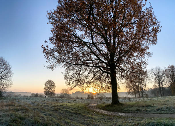 istock Glowing sunrise over the heath 1191086426