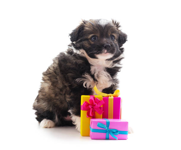 istock Puppy with gifts. 1191086450