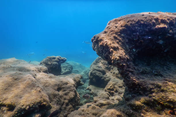 istock Sea Life Underwater Rocks Sunlight, Underwater Life 1191086488