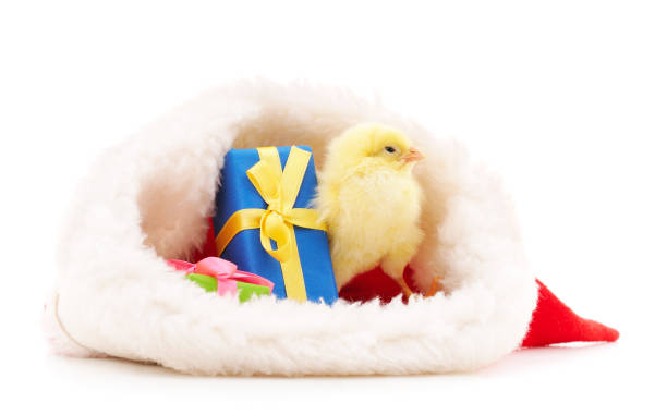 istock Chicken in a Christmas hat. 1191086504