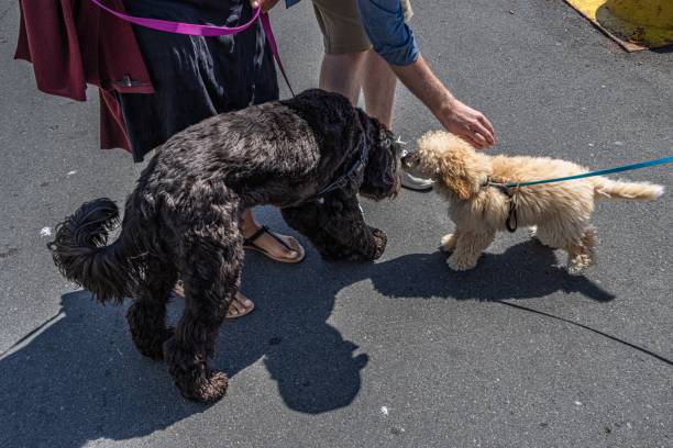 istock Labradoodle meets minature poodle puppy 1191086581