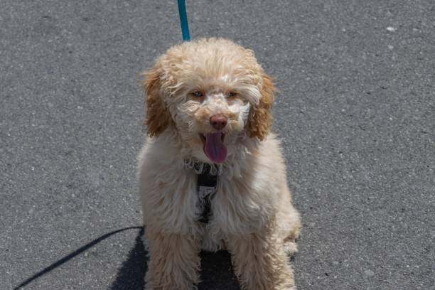 istock Minature Poodle puppy sitting 1191086963