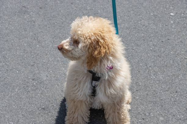 istock Minature poodle puppy in profile 1191087090