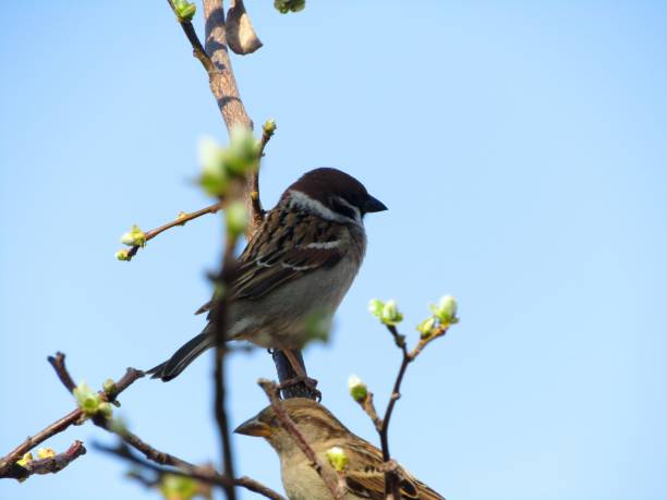 istock A pair of sparrows on a branch 1191087179