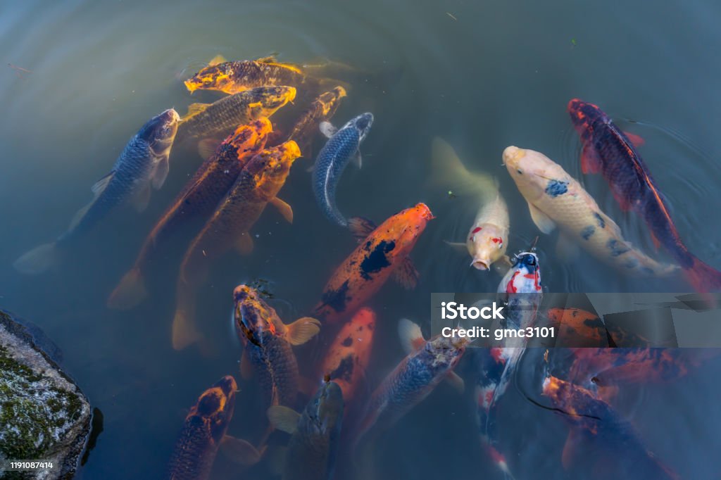 Curiou Koi Fish 2 Koi fish break the surface of a pond and look around. Animal Stock Photo