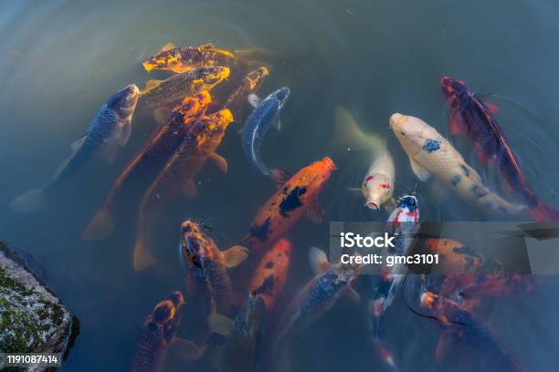 Curiou Koi Fish 2 Stock Photo - Download Image Now - Animal, Close-up, Curiosity