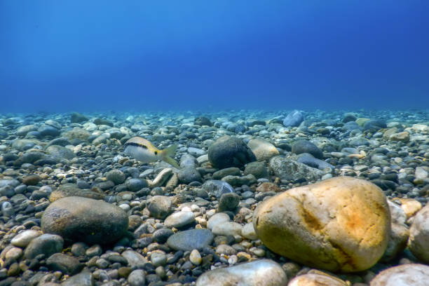 istock Underwater Rocks and Pebbles on the Seabed 1191087653