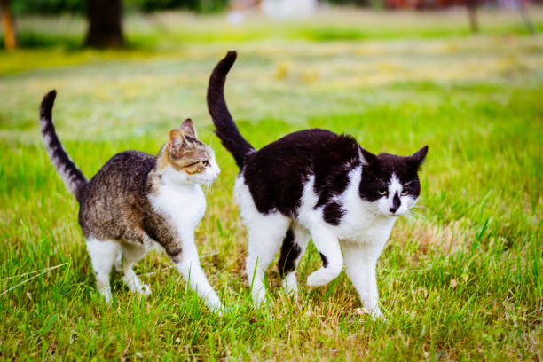 istock Cats in garden 1191088328