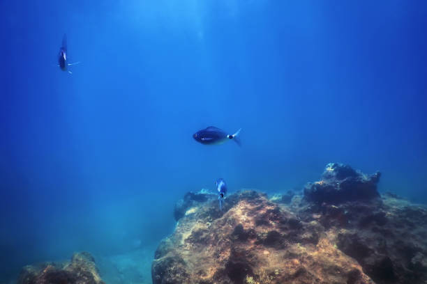 istock Under the Sea, Underwater Scene Sunlight, Fish Underwater Life. 1191088896