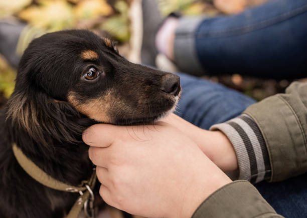 istock Pet owner playing with her dog in the park 1191089742