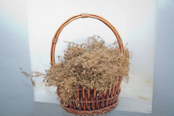 istock Peganum harmala herb, medicinal herbs, herbal plants, medicinal plants . Dried Harmal on display in the basket . Dried Peganum harmala are hung in homes or vehicles . 1191090311