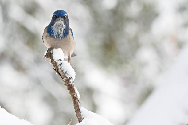 istock California scrub jay in the snow 1191090556