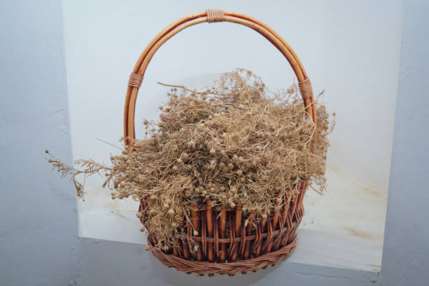 istock Peganum harmala herb, medicinal herbs, herbal plants, medicinal plants . Dried Harmal on display in the basket . Dried Peganum harmala are hung in homes or vehicles . 1191090584