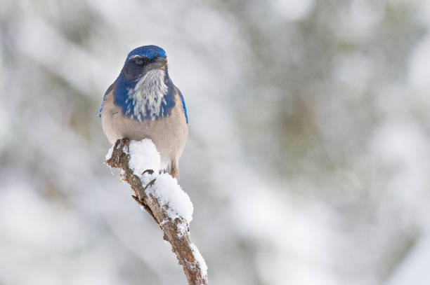 istock California scrub jay in the snow 1191090592