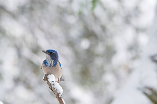 istock California scrub jay in the snow 1191090627