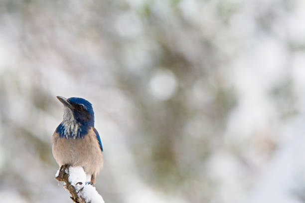 istock California scrub jay in the snow 1191090630