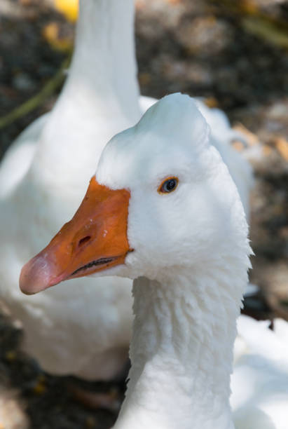 istock White swan portrait 1191091172