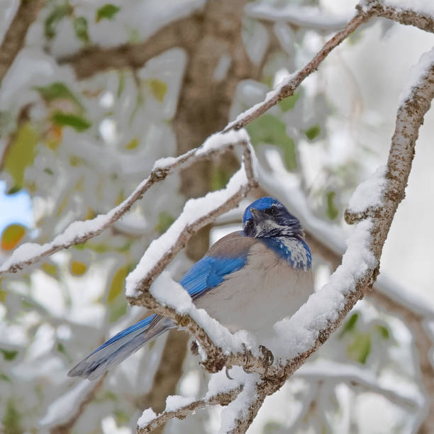 istock California scrub jay in the snow 1191091182