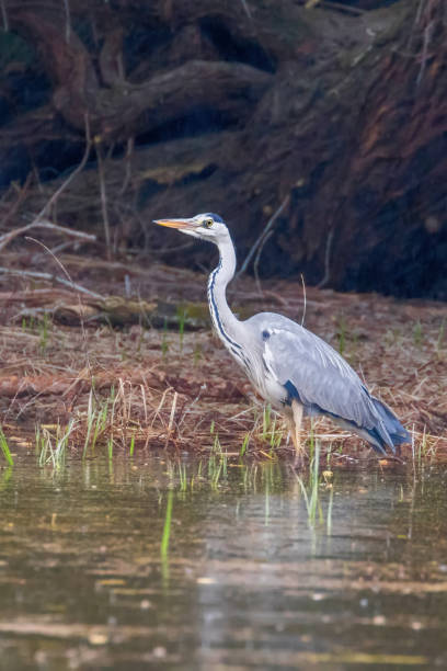 istock The Hunting Grey Heron (Ardea cinerea) Grey Heron Waters Edge 1191091224