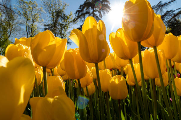 istock Yellow tulips and sun 1191091334