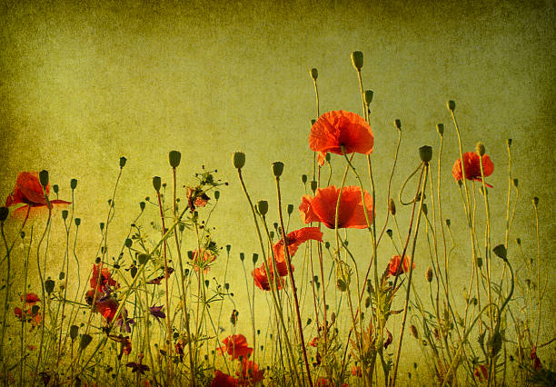 istock grunge poppies background 119109157