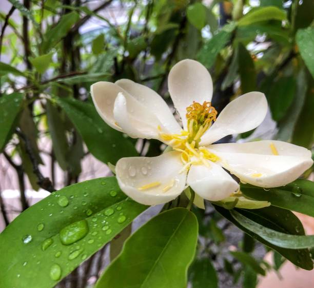 magnolia blossom after the rain - magnolia southern usa white flower fotografías e imágenes de stock