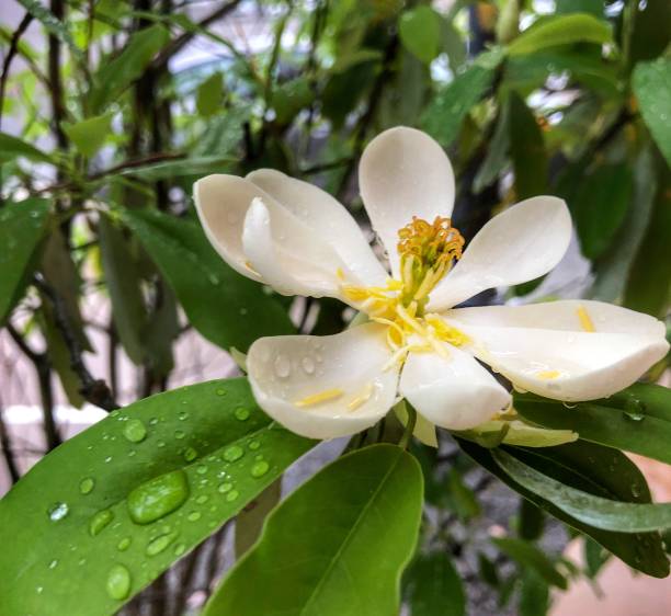 magnolia blossom after the rain - magnolia southern usa white flower imagens e fotografias de stock