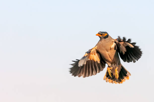 istock Bank myna 1191094469