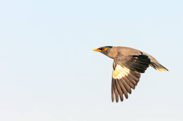 istock Bank myna 1191094500