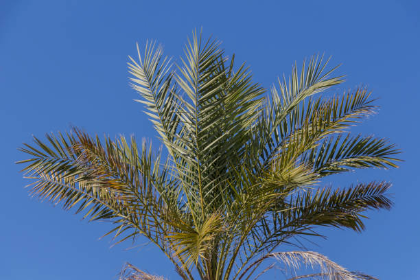 istock palm leaves over blue sky 1191095348