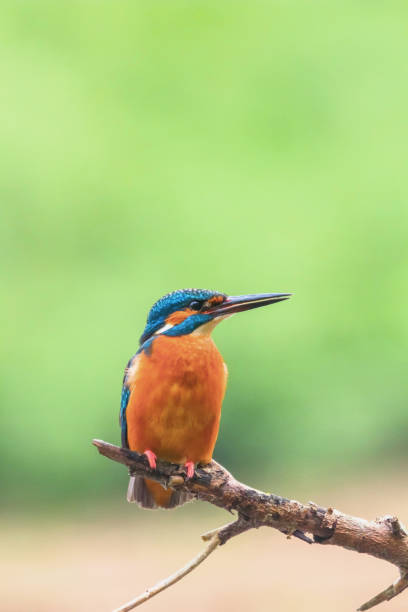 istock Common Kingfisher (Alcedo atthis) Eurasian Kingfisher Bird sitting on a Branch 1191095666