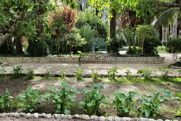 istock Beautiful and leafy municipal park in Elche between palm trees 1191095742