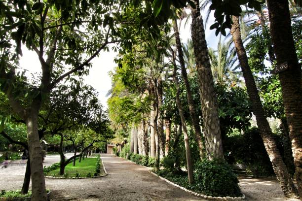istock Beautiful and leafy municipal park in Elche between palm trees 1191096538