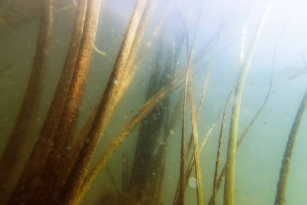 istock Underwater Freshwater Flora Rivers, Lakes, Pond,  Underwater Flora 1191096955