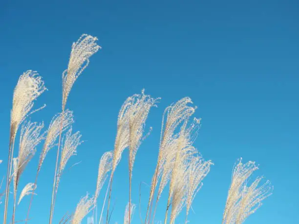 Tokyo,Japan-November 29, 2019: Eulalia or Chinese silvergrass under blue sky in winter