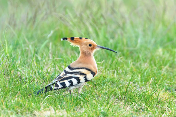 istock Hoopoe, Common Hoopoe (Upupa epops) Eurasian Hoopoe 1191099274