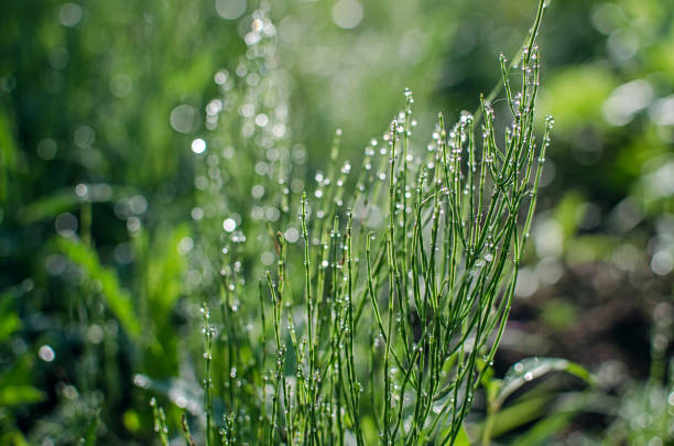 Green horsetail outdoors grows in the morning with dew and on a bokeh background