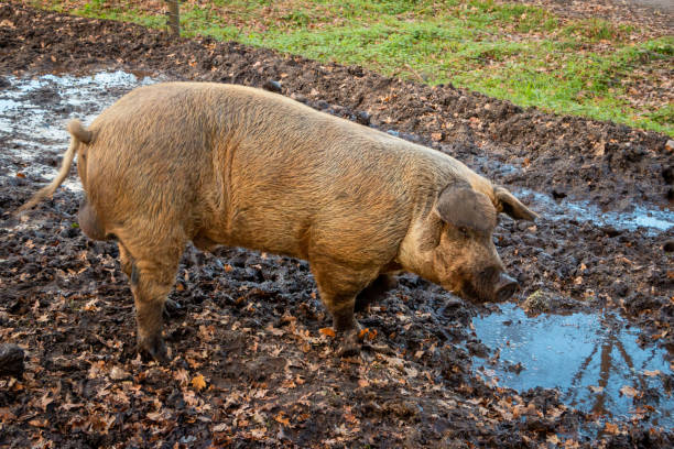 istock Male pig taking a mud bath 1191100642